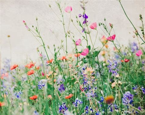 Texas Bluebonnets, Wildflowers, Photography, Mixed Flowers, Photo Fine ...