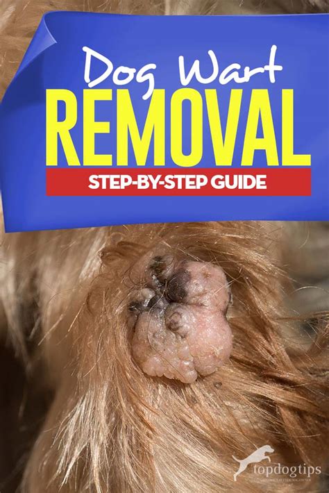 Dog Wart Removal: Step-by-Step Guide – Top Dog Tips