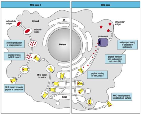 group_3_presentation_2_-_oncolytic_immunotherapy - Wiki