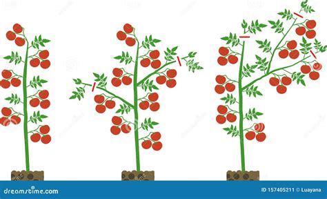 Scheme of Formation Determinate Tomato Varieties Stock Vector ...