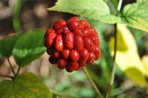 How To Find And Harvest Ginseng (Legally) - Off The Grid News