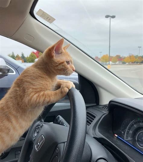 Cat on Driving : r/cats