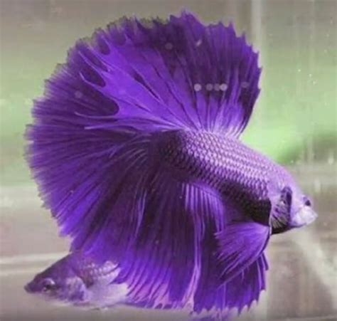 Purple fish | Animali rari, Betta, Animali marini