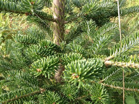 Abies fraseri - Fraser Fir | Abies, Fraser fir, Trees and shrubs