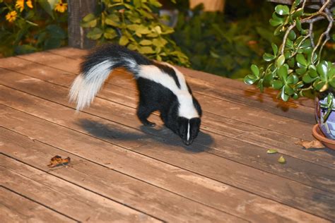 Cat Sprayed By A Skunk? Here's What You Need To Know - TheCatSite