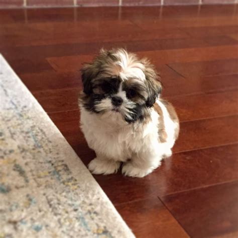 Difference Between Lhasa Apso And Shih Tzu Puppies - Shih Tzu Dog