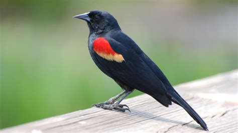 Red-Winged Blackbird Nest, Eggs, And Mating Rituals