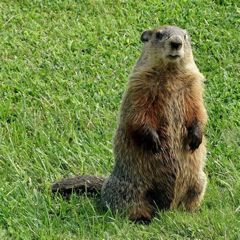 What Is the Difference Between a Groundhog and a Gopher