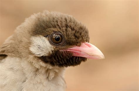 Politicians could learn lessons from the honeyguide bird - The Washington Post