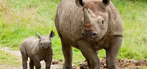 Port Lympne Reserve | Discover Animals