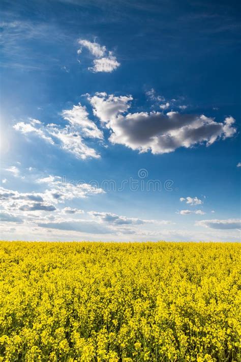 Canola Rapeseed Flowers at Field Stock Photo - Image of blooming, crop ...