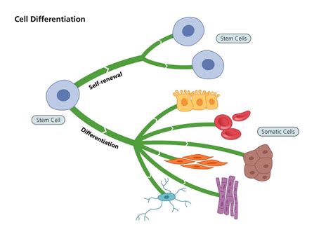 What Are Stem Cells? | Stammzellnetzwerk.NRW