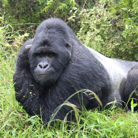 Gorilla strength: How strong is a gorilla?, Strength of a silverback gorilla