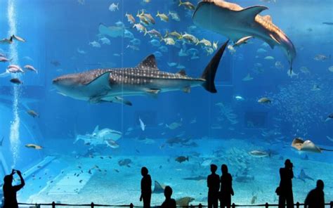 Lotte World & Lotte World Aquarium Ticket, Seoul