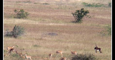 Land of Blackbuck - Destination Jayamangali Blackbuck Conservation ...