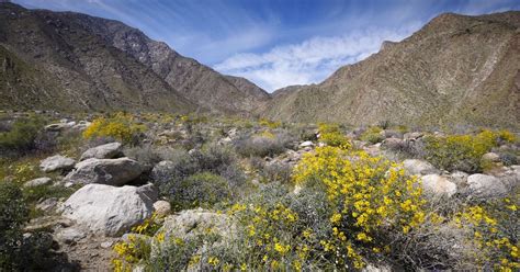 No 'super bloom' in Anza-Borrego this spring, but late-season ...