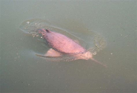 Indus river dolphin - Whale & Dolphin Conservation USA