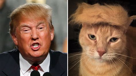 #TrumpYourCat: Felines mimic Donald Trump's hairstyle in funny viral sensation - 6abc Philadelphia