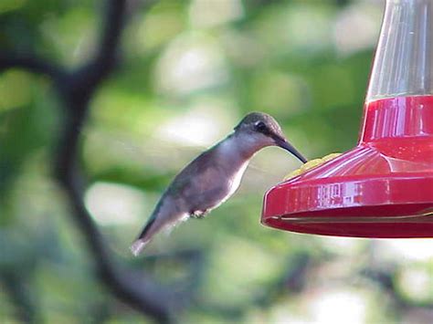 Hummingbird in Northeast PA | 2 of 2 of our hummingbird phot… | Flickr