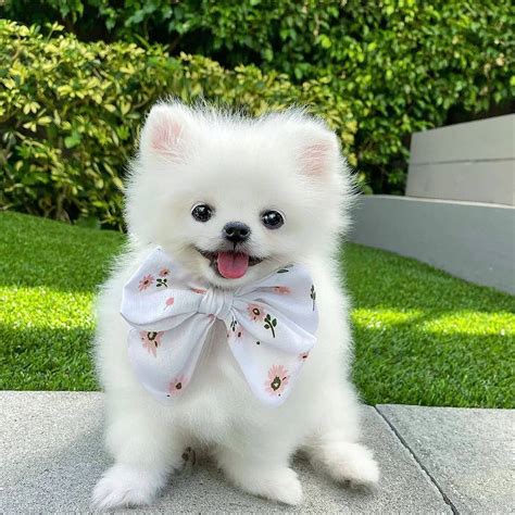 14 Fluffy Facts About Pomeranians | PetPress