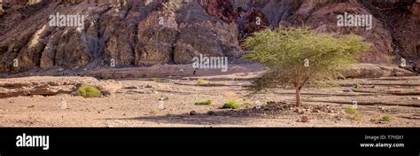 Israel landscape desert tree hi-res stock photography and images - Alamy