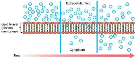 “Chapter 7 - Transport Across Cellular Membranes” in “Fundamentals of Cell Biology” on OpenALG