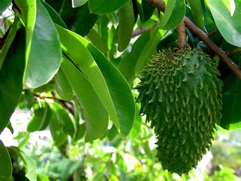 Le fruit du jour : la Guanabana ou Corossol | Costa Rica Découverte