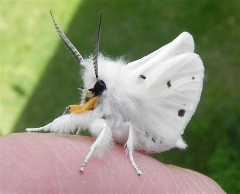 White Venezuelan Poodle Moth Weird Animals | Butterfly/sommerfugl/moth | Pinterest | Fantastisk ...