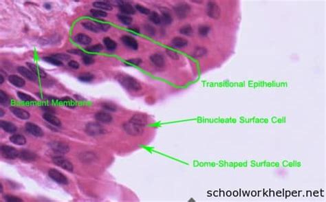 Transitional-Epithelium-slide-labelled-histology | SchoolWorkHelper