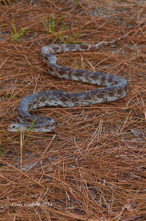 Florida Pine Snake — The Wildlife Society - Florida Chapter