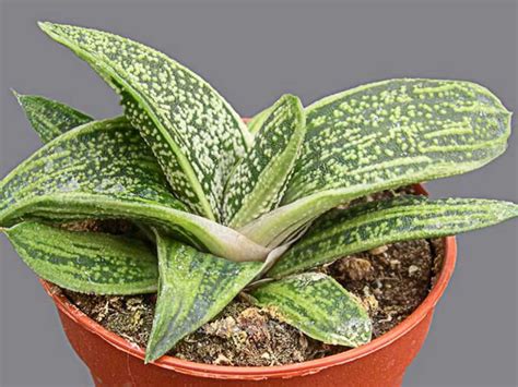 Gasteria 'Little Warty' | World of Succulents