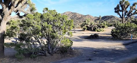 BLACK ROCK CAMPGROUND - UPDATED 2024 Reviews (Joshua Tree National Park ...