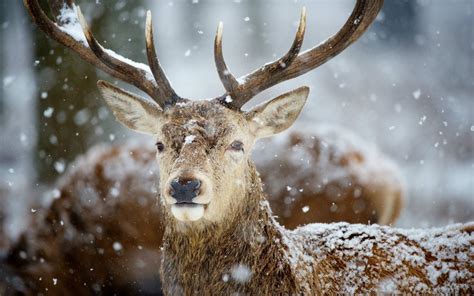 Framed Print u00 Young Stag In A Snow Covered Wood (Picture Poster Animal Art) | Customized ...