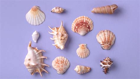 Seashells with Spiral Structures - Project Manaia