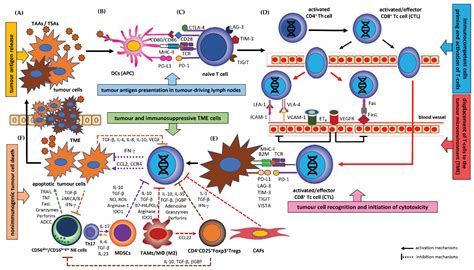 Cancers | Free Full-Text | The Role of Different Immunocompetent Cell Populations in the ...