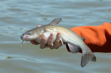 White Catfish Pictures - AZ Animals