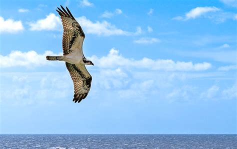 Osprey Migration Explained - Avian Report