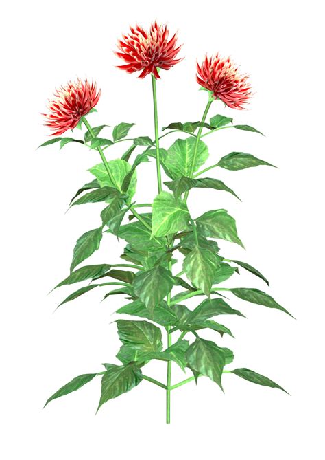 Free Dahlia Cliparts, Download Free Dahlia Cliparts png images, Free ...