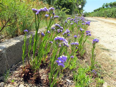 FLORA NEL SALENTO e.. anche altrove: Limonium sinuatum (L.) Mill. - Plumbaginaceae - Statice sinuata