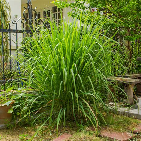 How to Grow and Care for Lemongrass