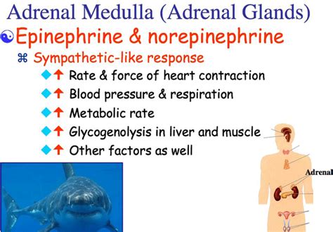 More Hormones of Exercise