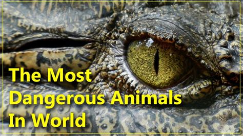 The Most Dangerous Animals In World - YouTube