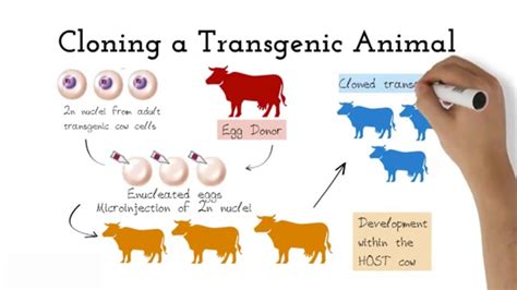 Transgenic Animals - YouTube