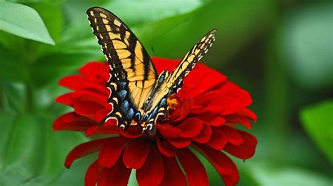 Flowers With Butterfly Wallpapers HD - Wallpaper Cave