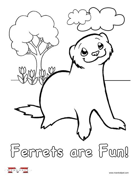 Ferret in 2022 | Coloring pages, Love coloring pages, Animal coloring pages