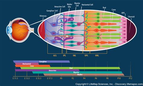 The Cellular Structure of the Retina infographic - LifeMap Discovery