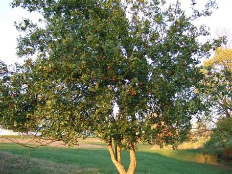 Jujube Tree http://www.veggiegardeningtips.com/wp-content/uploads/2007/11/jujube-tree.jpg.....a ...