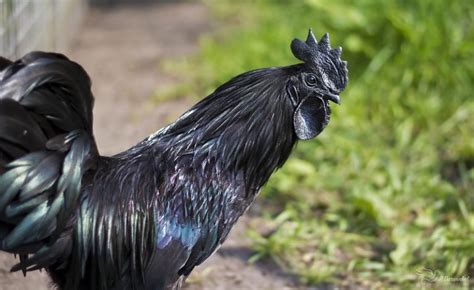 Ayam Cemani Chicken: Complete Breed Guide - Eco Peanut