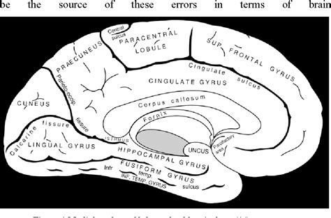 Figure 1 from The Anterior Cingulate Cortex the Anterior Cingulate ...