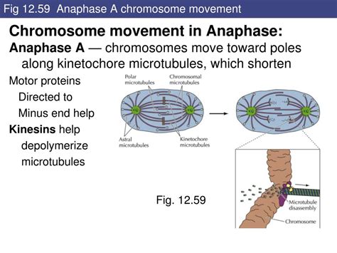 PPT - Cytoskeleton and Cell Movement PowerPoint Presentation, free ...